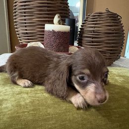 CASH - Chocolate and cream male Dachshund puppy in Visalia, California from DachGraston Dachshunds