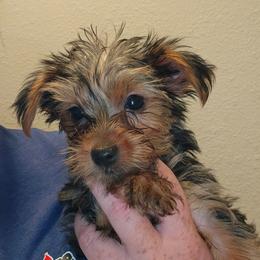 Rascal - Black and tan male Yorkshire Terrier puppy in West Plains, Missouri from Brinkley Yorkies