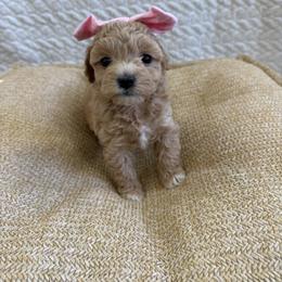 Caramel - Fawn female Havapoo puppy in Pleasant Grove, Utah from Snuggle Buddies