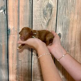 Teal - Red female Cavapoo puppy in Calhoun, Georgia from Happy Top Doodles