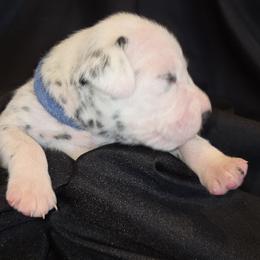 Boy 3 - male Dalmatian puppy in Spring Branch, Texas from D'vine Dalmatians