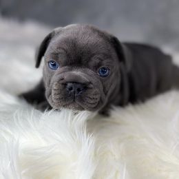 French Bulldog Puppies from Caring Hearts Kennel