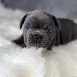 French Bulldog Puppies from Caring Hearts Kennel