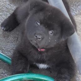 Pink Girl - Black female Akita puppy in Yankton, South Dakota from Akita Kai Magic