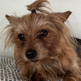 Yorkshire Terriers from Tiffany Sharp-Hohn