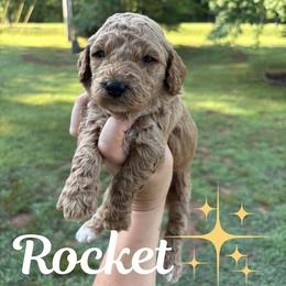 Rocket - Red  male Goldendoodle puppy in Gastonia, North Carolina from Crowders Creek Doodles
