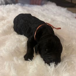 Joe - Black male Goldendoodle puppy in Arlington, Texas from Chambers Doodle Patch