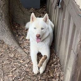 Ghost - Siberian Husky