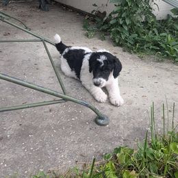 Poodle Puppies from New Hope Standard Poodles