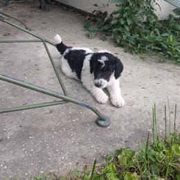 Poodle Puppies from New Hope Standard Poodles