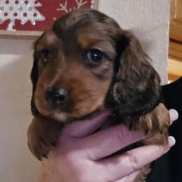 Shaded red - Red male Dachshund puppy in Port Charlotte, Florida from Vicki's Dachshund Crossing