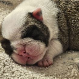 Murano - Red brindle and white male Bulldog puppy in Cheshire, Connecticut from Absolut Bulldogs