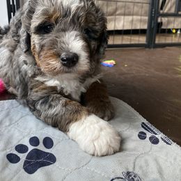Bernedoodle Puppies from Black Barn Bernedoodles