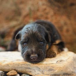 Malachite - Black and red male German Shepherd puppy in Windsor, South Carolina from Sinister Shepherds