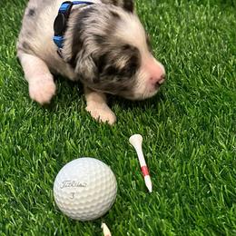 Hazard - Blue merle male Toy Australian Shepherd puppy in Nemo, Texas from Fairway Furries