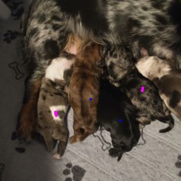 Boy 1 - Dapple male Dachshund puppy in Annandale, Minnesota from Weiners on a Hill