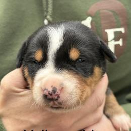 Yellow girl - Black, white and red female Greater Swiss Mountain Dog puppy in Woodland, Washington from Woodland Swissie’s