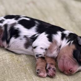 Aussiedoodles and Miniature Australian Shepherds from DLT MiniAussie
