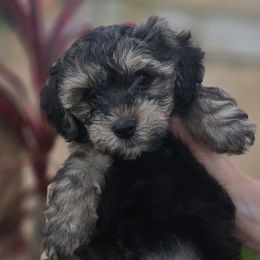Bobby - Black and tan male Yorkipoo puppy in San Diego, California from TheSocialk9
