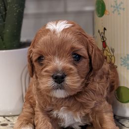 Kenny - Red male Cavapoo puppy in Caldwell, Idaho from Terrace Cav's