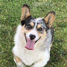 Buck/ Buckshot - American Corgi