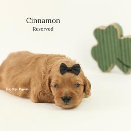 Cinnamon (Black Collar) - Red male Cavapoo puppy in Republic, Missouri from Red Skye Puppies
