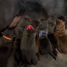 Girl 3 - Black Labrador Retriever puppy in Hutto, Texas from Texas Bluebonnet Labs