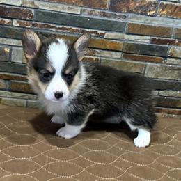 Girl 3 - Black and tan female Pembroke Welsh Corgi puppy in Visalia, California from VIP Stables