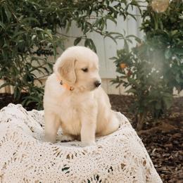 Rachel - Golden female Golden Retriever puppy in Ramona, California from SDPREMIERGOLDENS