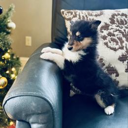 Girl 1-Matylda - Black white and tan female Collie puppy in Allendale, Michigan from River-Valley Collies