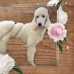 Winnie - Poodle