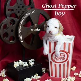 Ghost Pepper (yellow collar) boy - Parti male Goldendoodle puppy in Corona, California from Fluffy Puppy Mini Doodles LLC