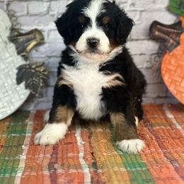 Renley - Tri-color male Bernedoodle puppy in Moulton, Iowa from Shondel Puppy Paws