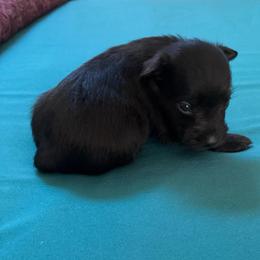 Ebony - Black female Miniature Schnauzer puppy in Huron, Tennessee from Wilma's Paw-Paw Patch