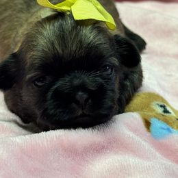 Trinket - Brindle female Shih Tzu puppy in Mesa, Arizona from House of Zen Shihtzus