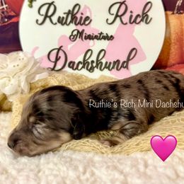 Girl one - Dapple female Dachshund puppy in Lakeland, Florida from Ruthie’s Rich Mini Dachshunds