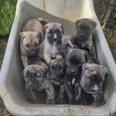 Perro de Presa Canario Puppies from King Royal Kennel