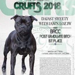 Staffordshire Bull Terriers from Camelot Staffords