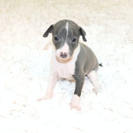 Amira Male 3 - Blue male Italian Greyhound puppy in Sparta, Tennessee from Summerwind Kennel