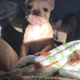 French Bulldog Puppies from BigStar French Bulldogs