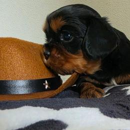 Johnny - Black and tan male Cavalier King Charles Spaniel puppy in Wapello, Iowa from Willow Rayne shelties and more