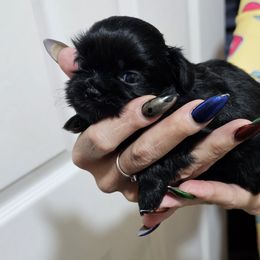 Freya - Shih Tzu puppy from Furby Shih Tzu Family & Friends