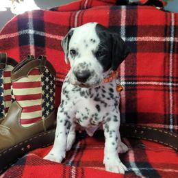 Forest (LUA) - White and black male Dalmatian puppy in Grant, Michigan from Savannah Woltanski