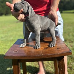 Weimaraner Puppies from Georgia Line Weimaraners