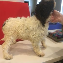 Boy 2 - White Lagotto Romagnolo puppy in Lynden, Washington from Northwest Lagotto