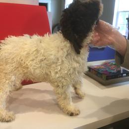 Boy 2 - White Lagotto Romagnolo puppy in Lynden, Washington from Northwest Lagotto