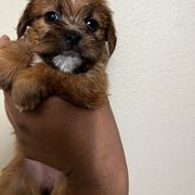 Shorkie Puppies from Shorkie Land
