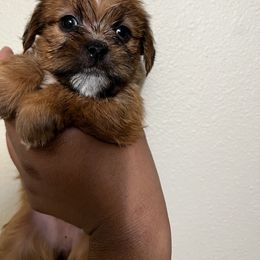 Shorkie Puppies from Shorkie Land