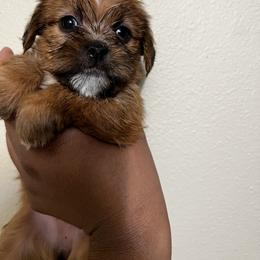 Shorkie Puppies from Shorkie Land