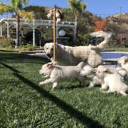 Golden Retriever Puppies from Lakeside Golden Retrievers